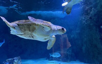 Biarritzera martxoaren 14ko irteera