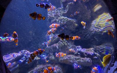 Biarritzera martxoaren 14ko irteera