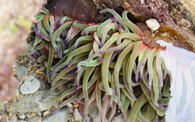 60 MILIOI URTEKO HISTORIA AZALERATUTA