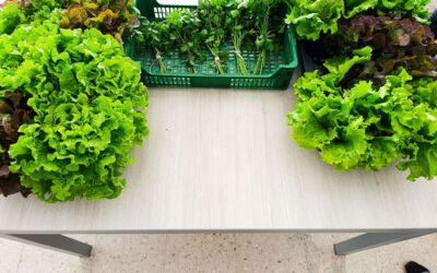 ABADIÑOKO INSTITUKO ORTUKO PROIEKTUA