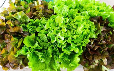 ABADIÑOKO INSTITUKO ORTUKO PROIEKTUA