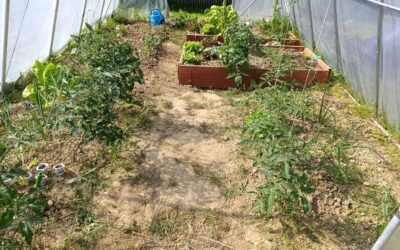 ABADIÑOKO INSTITUKO ORTUKO PROIEKTUA