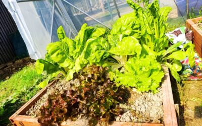 ABADIÑOKO INSTITUKO ORTUKO PROIEKTUA